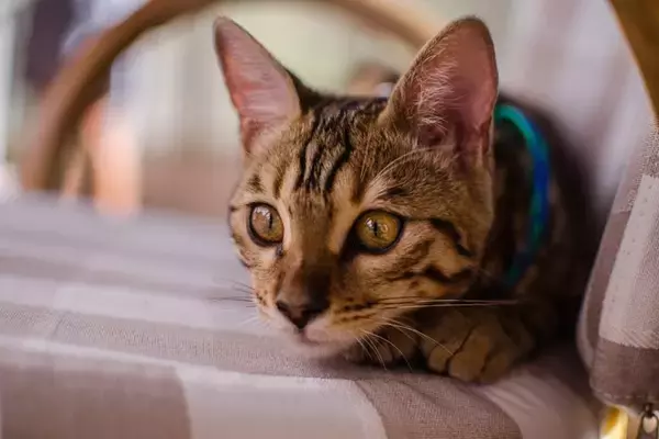 『危険を感じ取った猫』がとる行動3つ　起こりうるシーンや安心させるための対処法