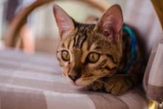 『危険を感じ取った猫』がとる行動3つ　起こりうるシーンや安心させるための対処法