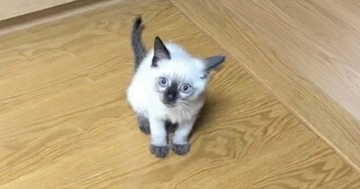 生まれたときは『白い毛が多かった猫』→現在……完全に想定外な『タヌキのような光景』に「変身しすぎｗ」「2度楽しめるの羨ましい」と反響