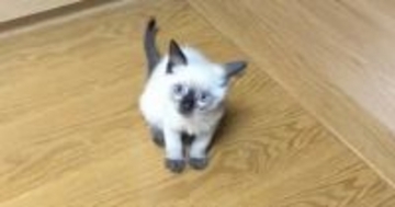 生まれたときは『白い毛が多かった猫』→現在……完全に想定外な『タヌキのような光景』に「変身しすぎｗ」「2度楽しめるの羨ましい」と反響