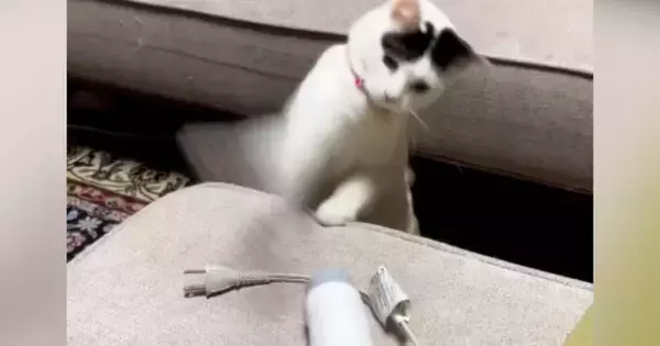 置いてあった『ドライヤー』相手に、猫が…本気で『戦い始める光景』に爆笑する人が続出「だいぶ激しいｗ」「可愛すぎて涙が出たｗ」と48万再生