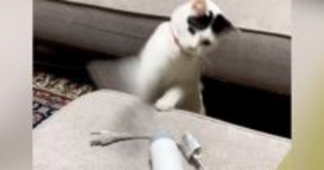 置いてあった『ドライヤー』相手に、猫が…本気で『戦い始める光景』に爆笑する人が続出「だいぶ激しいｗ」「可愛すぎて涙が出たｗ」と48万再生