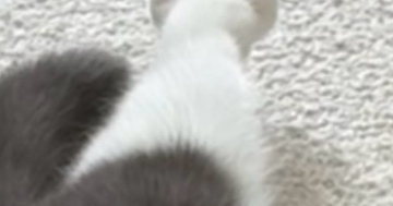 『猫の足』を見たら、『お花のような形』になっていて…たまらなく可愛い瞬間に３万いいね「ペシペシされたい」「けしからん」と悶絶の声