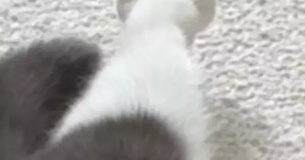 『猫の足』を見たら、『お花のような形』になっていて…たまらなく可愛い瞬間に３万いいね「ペシペシされたい」「けしからん」と悶絶の声
