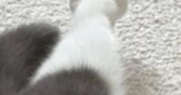 『猫の足』を見たら、『お花のような形』になっていて…たまらなく可愛い瞬間に３万いいね「ペシペシされたい」「けしからん」と悶絶の声