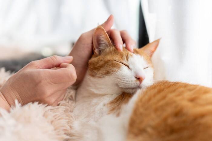 猫が『撫でられると引っ掻く』時の理由4つ　猫が嫌がる触り方や上手な接し方も解説