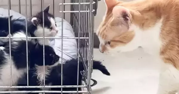 保護された子猫たち→初めて『ベテラン先住猫』と対面した結果…『可愛すぎる光景』に反響「ガン見ビームがすごいｗ」「すぐ仲良くなれそう」