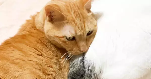 仲良くくっつきながら寝る２匹の猫→おしりに顔を乗っけて…微笑ましい光景に癒される人が続出「気持ちよさに気づいちゃったｗ」「幸せ風景ｗ」