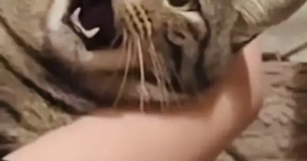 大っ嫌いな『爪切り』を頑張る猫→表情が…この世の終わりのようなリアクションに爆笑「もうだめだぁ〜ｗ」「すごい顔してるｗ」と37万再生