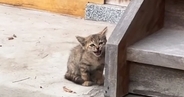 庭先に現れた野良の子猫→子どもたちと一緒に過ごしていくうちに…約3時間後の『変化』が129万再生「なんて素敵なの」「ずっと見ていたい」