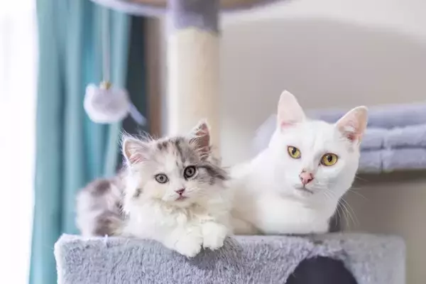 猫の『顔の形』は3種類に分けられる？タイプごとの特徴や代表的な猫種をご紹介