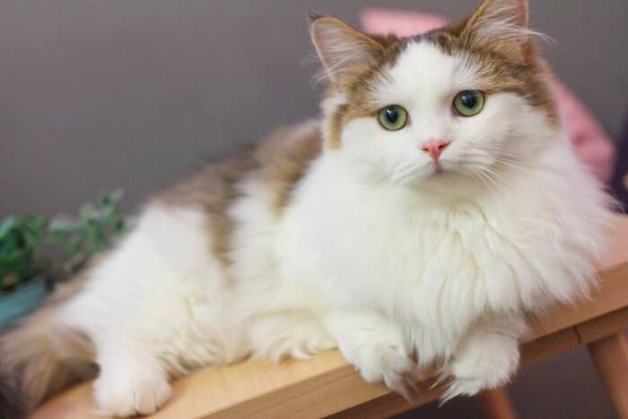 猫の『顔の形』は3種類に分けられる？タイプごとの特徴や代表的な猫種をご紹介