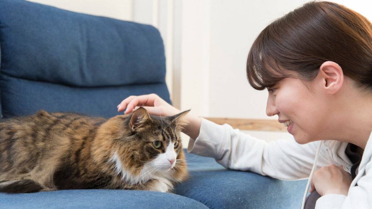 猫の『顔の形』は3種類に分けられる？タイプごとの特徴や代表的な猫種をご紹介