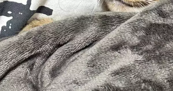 飼い主の上で寝始めた猫→顔を見ると…『幸せいっぱいの寝姿』に3万いいね「なんちゅう可愛さ」「安心しきっているのがわかる」