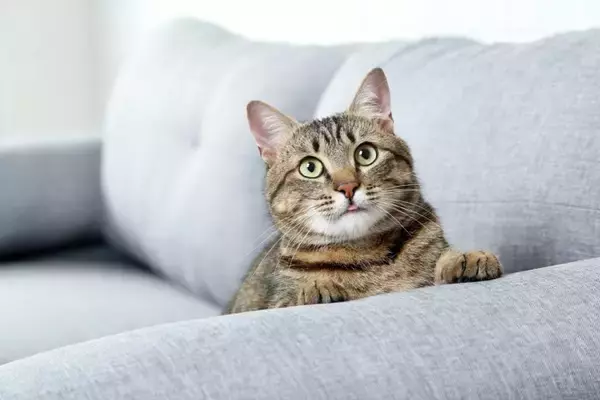 命の危険も…猫の『ウールサッキング』3つの原因とやめさせるための対処法