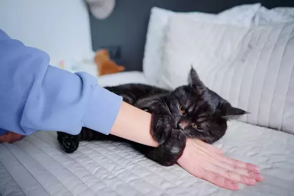 猫が飼い主の腕を『抱きかかえる』理由4つ　愛猫が伝えたいことから適切な応え方まで