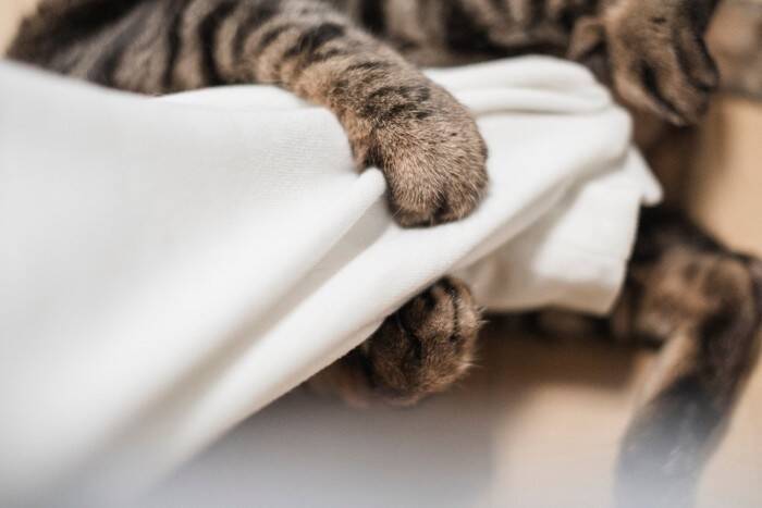 猫が飼い主の腕を『抱きかかえる』理由4つ　愛猫が伝えたいことから適切な応え方まで