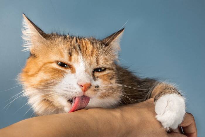 猫が飼い主の腕を『抱きかかえる』理由4つ　愛猫が伝えたいことから適切な応え方まで