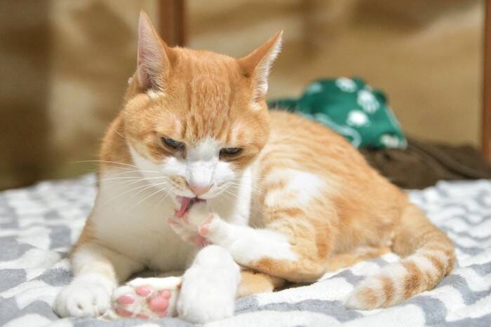 猫が『捻挫』をしたときにみせる3つの仕草　病院に行くべき症状から応急処置の方法まで