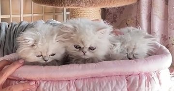 3匹の赤ちゃん猫→プロがシャンプーした結果…微笑ましすぎる反応と『最高の仕上がり』が21万再生「ヨーダの赤ちゃん時代ｗ」「可愛いいい」