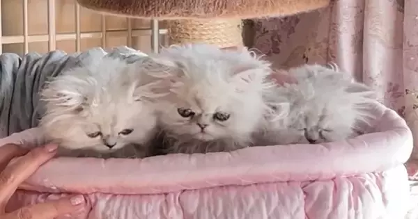 3匹の赤ちゃん猫→プロがシャンプーした結果…微笑ましすぎる反応と『最高の仕上がり』が21万再生「ヨーダの赤ちゃん時代ｗ」「可愛いいい」