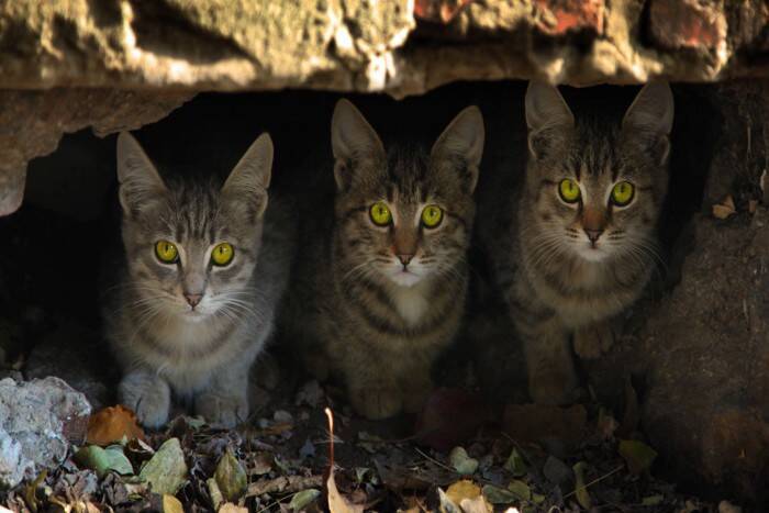 猫が『袋の中に入ろうとする』理由4つ　虜になるワケから遊ばせるときの注意点まで