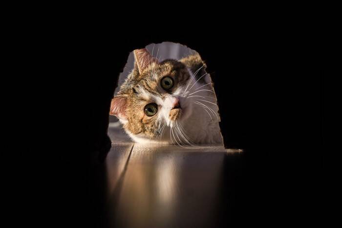 猫が『袋の中に入ろうとする』理由4つ　虜になるワケから遊ばせるときの注意点まで