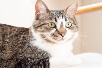 猫が『頼りにならない』と感じる人の特徴3つ　愛猫を失望させる理由や頼られるためのコツ