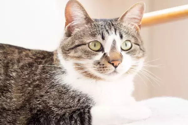 猫が『頼りにならない』と感じる人の特徴3つ　愛猫を失望させる理由や頼られるためのコツ