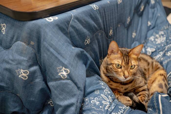 猫を危険な目に遭わせかねない『家電』4つ　トラブルの可能性や事故の予防策まで