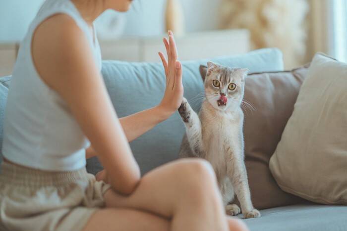 猫が飼い主に『クレーム』を伝えているサイン8つ　気持ちを読み取るコツや不満の解消法