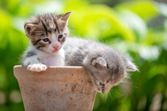 子猫の未来を守る『8週齢規制』とは？必要な理由と知っておきたい基礎知識2つ