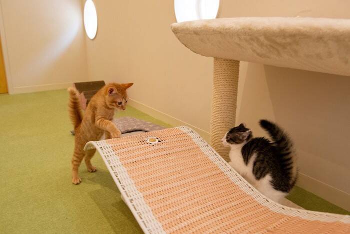 子猫の未来を守る『8週齢規制』とは？必要な理由と知っておきたい基礎知識2つ