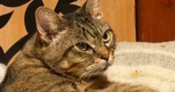 ふと愛猫のことを見たら、『想定外の座り方』でくつろいでいて…まさかの瞬間に２万いいねの反響「セクシーにゃんｗ」「足ほっそ」