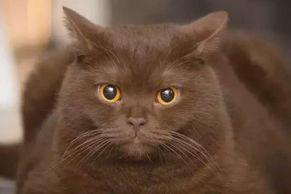 猫とのスキンシップ中にできる『顔の健康チェック』5つ　確認すべきポイントや異変を見つけたときの対処法まで