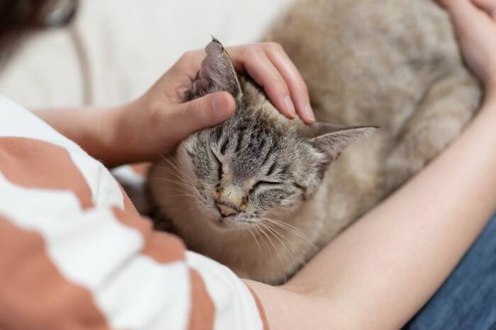 猫とのスキンシップ中にできる『顔の健康チェック』5つ　確認すべきポイントや異変を見つけたときの対処法まで
