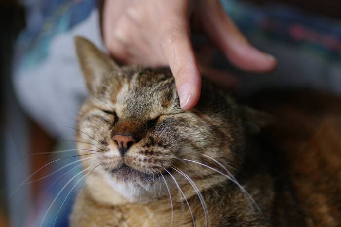 愛猫と過ごせる最期の時間『エンジェルタイム』とは？後悔のないお別れをするためにできることも