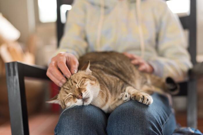 愛猫と過ごせる最期の時間『エンジェルタイム』とは？後悔のないお別れをするためにできることも