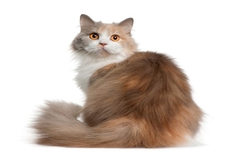 猫の『肛門腺絞り』はしたほうがいい？　必要となるケースや正しい方法まで解説