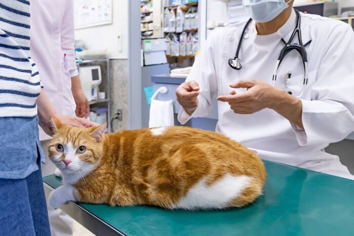 猫の『肛門腺絞り』はしたほうがいい？　必要となるケースや正しい方法まで解説