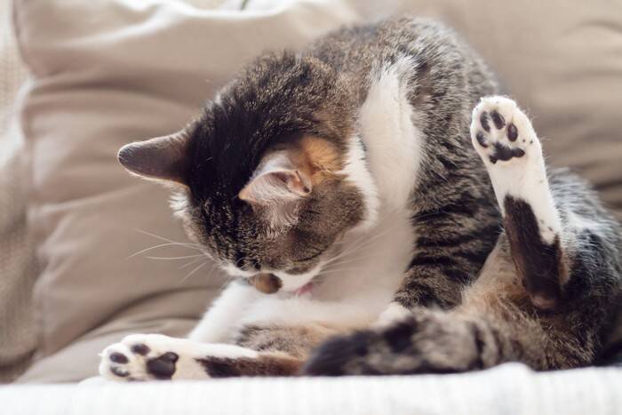 猫の『肛門腺絞り』はしたほうがいい？　必要となるケースや正しい方法まで解説