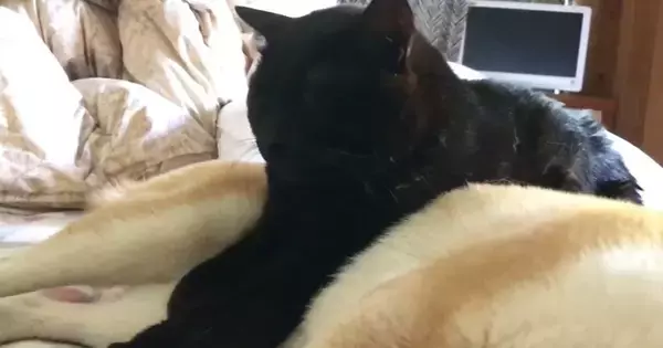 柴犬の上に乗った黒猫→そのまま眠ってしまった結果…あまりにも『微笑ましい光景』が33万再生「やさしいなあ」「めちゃくちゃ癒された」