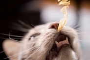 猫を大喜びさせる『大好きな食べ物』5つ　好みがちなのはどうして？食べさせるときの注意点も