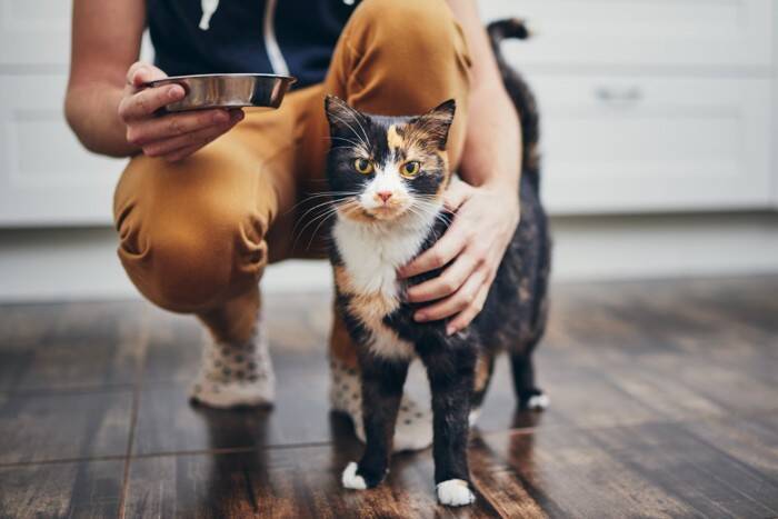 猫を大喜びさせる『大好きな食べ物』5つ　好みがちなのはどうして？食べさせるときの注意点も