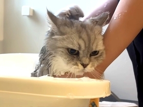 3匹の長毛ネコをお風呂に入れた結果→ドライヤーハウスで乾かそうとしたら、1匹が…『まさかの行動』に爆笑「衝撃的だった」「新たな才能」