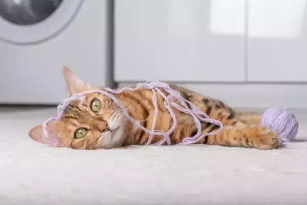 猫が『触りたい』と思ってしまうもの7選　衝動に駆られる理由や安全を守るコツ