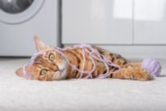 猫が『触りたい』と思ってしまうもの7選　衝動に駆られる理由や安全を守るコツ