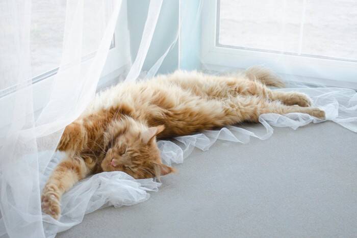 猫が『触りたい』と思ってしまうもの7選　衝動に駆られる理由や安全を守るコツ