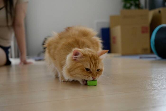 猫が『触りたい』と思ってしまうもの7選　衝動に駆られる理由や安全を守るコツ