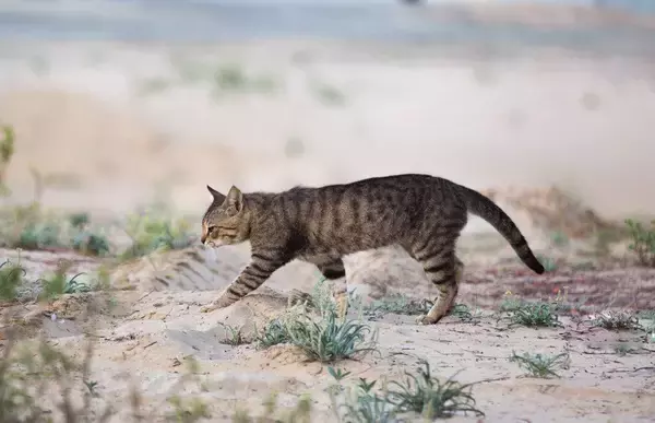 激戦地のアフガニスタンで、兵士の心を支えた猫　家族として米国へ